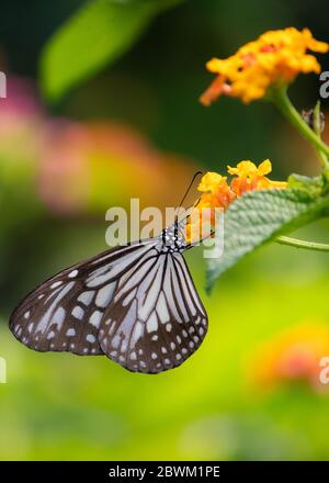 Brush-footed Butterfly is collecting honey from flower. Selective focus. Shallow depth of field. Background blur. Stock Photo