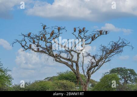 Vulures siting on a dry Tree without Leaves in the Tarangire National Park, Tanzania Stock Photo