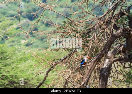 Grey-Headed Kingfisher on an dry Acacia Branch without Leaves in Tansania Stock Photo