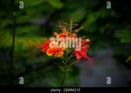 Red Caesalpinia flower with green background. Selective focus. Shallow depth of field. Background blur. Stock Photo