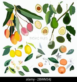 Vector illustration with leaves, inflorescences, branches and fruits exotic trees on a white background.  Orange, mango, lemon, avocado plants. EPS 10 Stock Photo