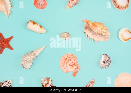 Sea pattern, top view, flat lay. Summer concept. Different sea shells and starfish pattern on light blue background. Stock Photo