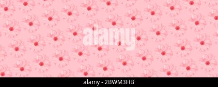 Monochrome pink flower floral long banner or poster. Chamomile or chrysanthemum flower pattern. Top view, flat lay Stock Photo