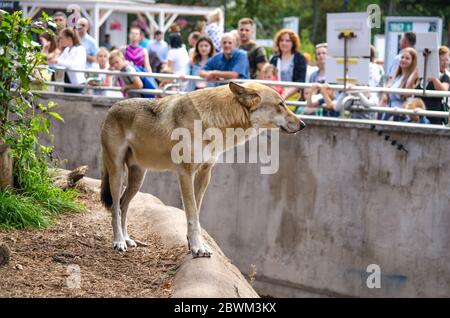 Russia, Moscow - 24 Agust 2019. Wolves at the zoo and visitors at the aviary. Wolf posing on the rock. In public zoo Stock Photo