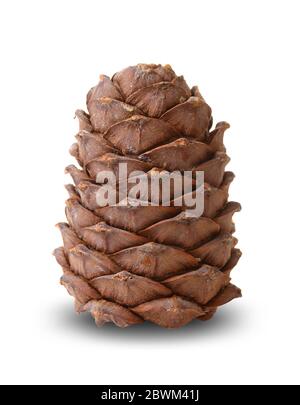 Cedar cone isolated on white background Stock Photo