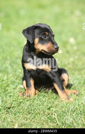 Beautiful puppy of German Hunting Terrier in the garden Stock Photo