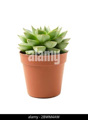 Succulent in pot isolated on a white background Stock Photo