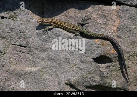 Juvenile Viviparous lizard (Zootoca vivipara) basking on a dry stone wall