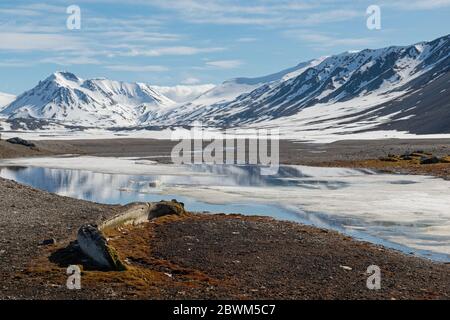 Arctic landscape at Svalbard with whale bone in the foreground Stock Photo