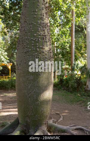 Ägypten, Assuan, Botanischer Garten auf der Kitchener-Insel, Floss Silk Tree Stock Photo