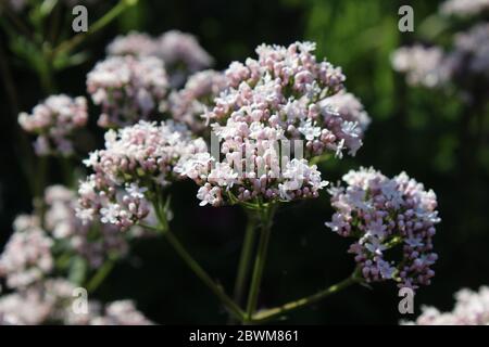 Close up image of the pale white pink flowers of Valeriana officinalis subsp. sambucifolia, also known as ?Elder-leaved valerian. Against a natural da Stock Photo