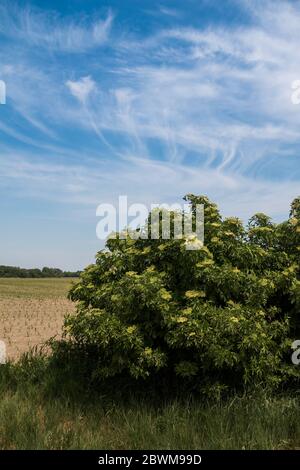 Wild growing bush of Sambucus nigra with fresh opening blossoms of the flower, used in medicine. Filed in the background. Bright blue sky with light c Stock Photo