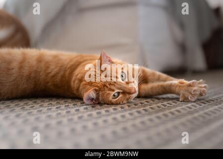 orange tabby cat lying on the carpet, stretches and looks at the camera Stock Photo