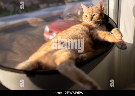 orange tabby cat sleeps on a bed in the window Stock Photo
