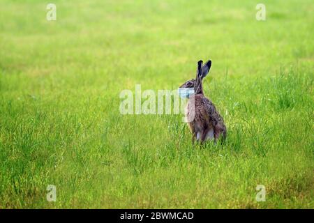 Easter bunny with a coronavirus face mask is sitting alone on a green meadow to avoid an infection during the holidays, health concept, copy space Stock Photo