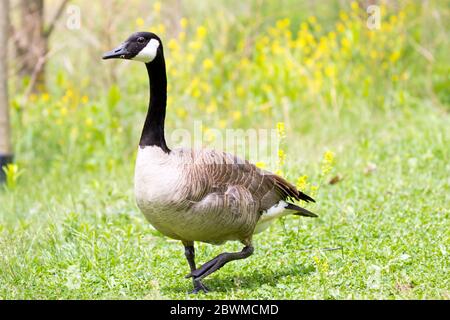 Canada shop goose perugia