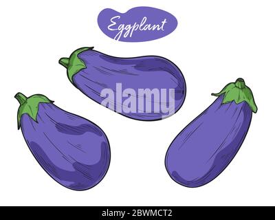 Eggplant isolated on white background. Vector illustration in sketch style. Stock Vector