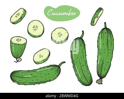 Set of different cucumbers isolated on white background. Vector illustration Stock Vector