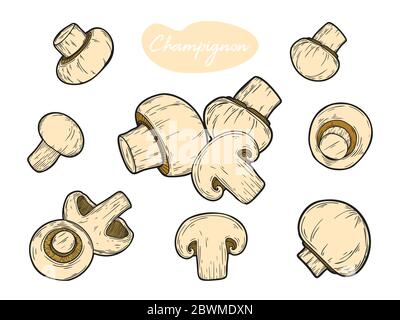 Mushroom, champignon isolated on white background. Vector illustration in sketch style. Stock Vector