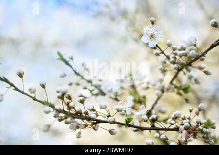 Beautiful blooming cherry plum branches (Prunus cerasifera) with small white flowers in spring or Easter time, copy space, selected focus, narrow dept Stock Photo