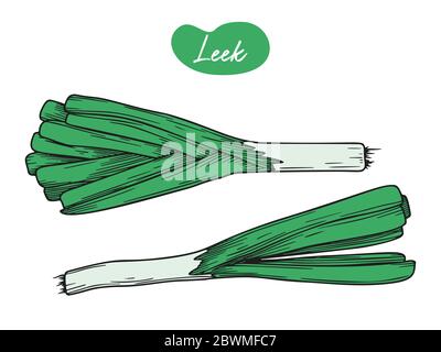 Leek isolated on a white background. Vector illustration in sketch style. Stock Vector