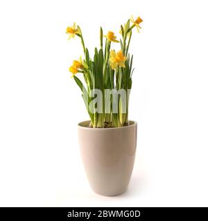 Potted daffodils (Narcissus) with yellow flowers in a ceramic flowerpot, beautiful spring time and Easter decoration, isolated on a white background, Stock Photo