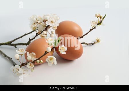 Three natural Easter eggs and a cherry plum twig (Prunus cerasifera) with white flowers, spring arrangement on a bright background with copy space, se Stock Photo
