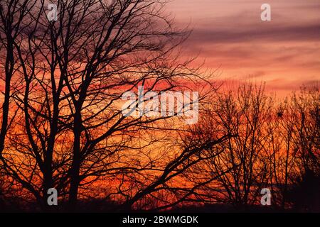 Sunset behind trees. Stock Photo