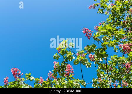 low angle view of branches of blooming tree against clear blue sky Stock Photo