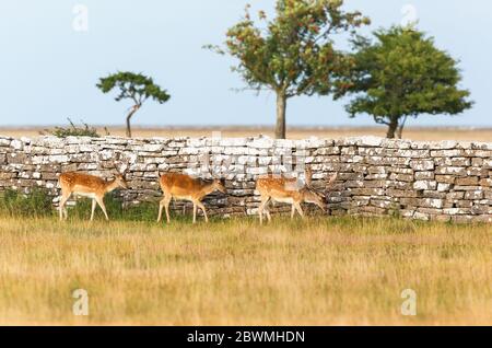 Three Fallow deer  bucks walking at a stone wall Stock Photo
