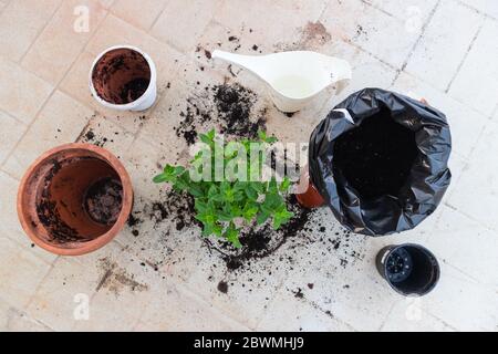 Tools for repotting a mint plant. Changing the old and small pot, to grow more. Bag of soil and watering can on the side.Peppermint plant re-potting, Stock Photo