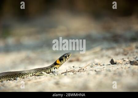 Close-up of a grass snake crawling on the ground, view on a spring sunny day Stock Photo