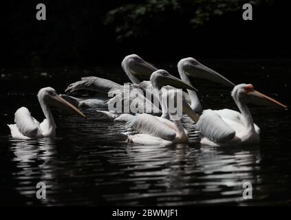 Pelicans in the lake in St James's Park, London, as the public are being reminded to practice social distancing following the relaxation of lockdown restrictions in England. Stock Photo