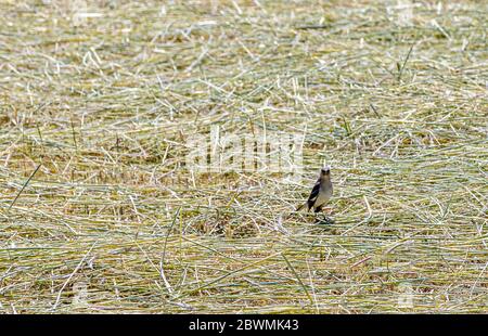 A bird in freshly cut hay on a bright sunny day Stock Photo