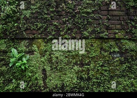 Old brick moss-covered wall. Grunge background Stock Photo