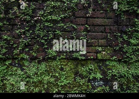 Old brick moss-covered wall. Grunge background Stock Photo