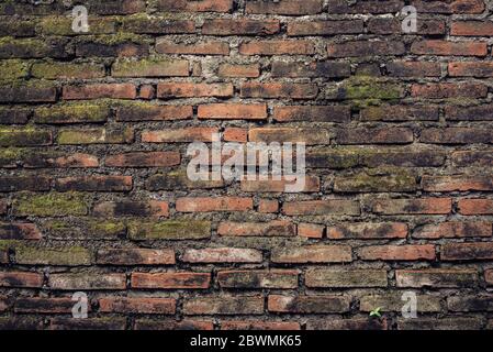 Old brick moss-covered wall. Grunge background Stock Photo