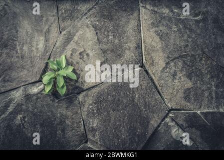 Small green plant is growing on crack old stone wall Stock Photo