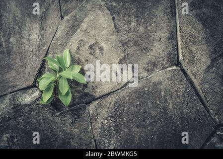 Small green plant is growing on crack old stone wall Stock Photo