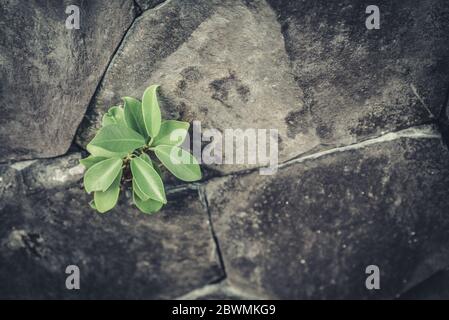 Small green plant is growing on crack old stone wall Stock Photo
