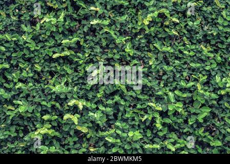 Green tree wall for closeup textured background pattern Stock Photo