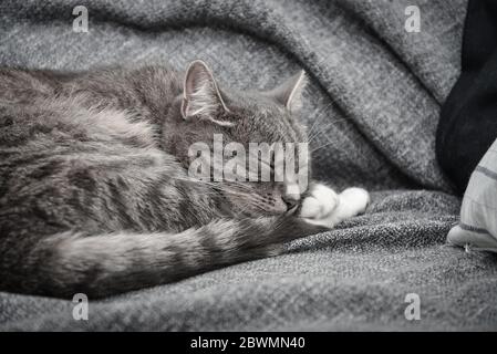 Grey cat sleeping on sofa at home closeup Stock Photo