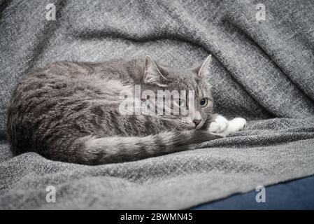 Grey cat sleeping on sofa at home closeup Stock Photo