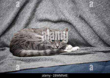 Grey cat sleeping on sofa at home closeup Stock Photo