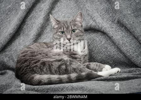 Grey cat laying on sofa at home closeup Stock Photo