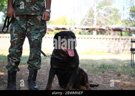 Man in military uniform with military dog, out outdoors Stock Photo
