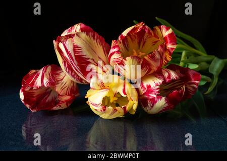 The Beautiful flower tulip with blue reflection in glass. Spring flower on black background Stock Photo