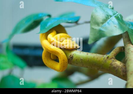 Eyelash Palm Pitviper, Bothriechis schlegeli, on green mossy branch. Nice yellow snake in green habitat. zoo Stock Photo