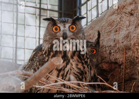 portrait of two Eurasian Eagle Owl that is also known as an European Eagle Owl or Bubo Bubo. zoo Stock Photo