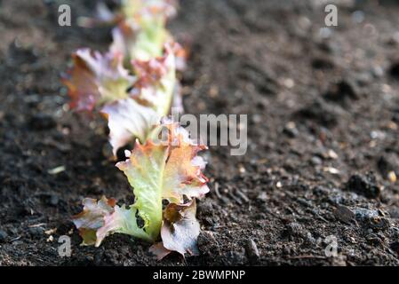 young lettuce plant with red leaves freshly planted in dark brown soil in the vegetable garden, copy space, close up with selected focus and very narr Stock Photo